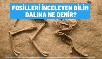 Fosilleri İnceleyen Bilim Dalına Ne Denir? Bilim İnsanına?