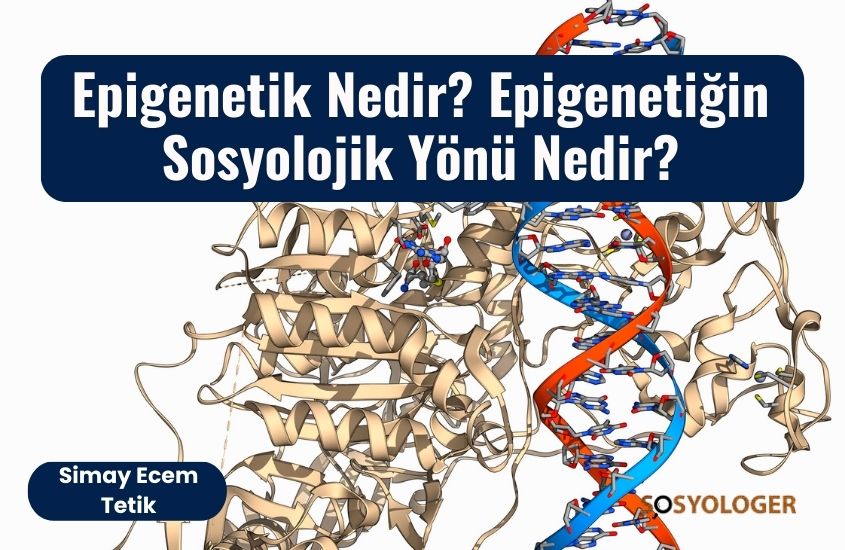 Epigenetik Nedir? Epigenetiğin Sosyolojik Yönü Nedir?